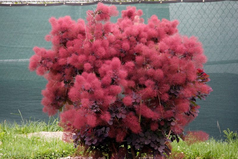 ‘Royal Purple’ smokebush (Cotinus coggygria ‘Royal Purple’) produces a cloudlike display of flowers.