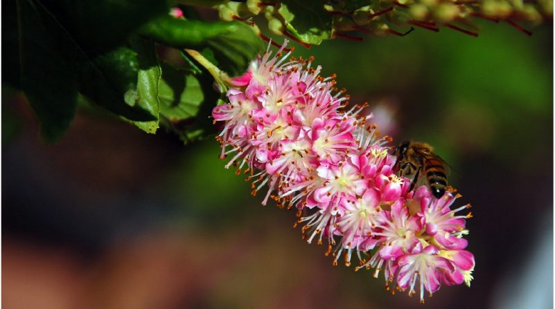 Pink flowers of ‘Ruby Spice’ summersweet clethra (Clethra alnifolia ‘Ruby Spice’).