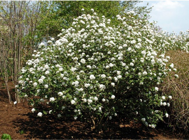 ‘Compactum’ Koreanspice viburnum in flower.