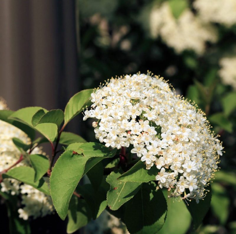 Close-up of blackhaw viburnum (Viburnum prunifolium) flower cluster.