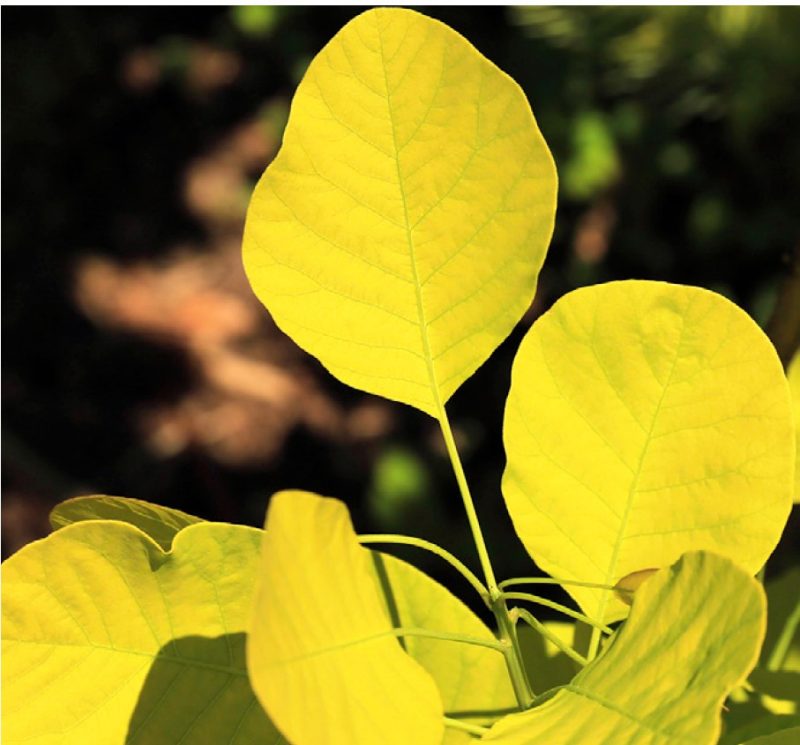 Yellow foliage of Golden Spirit (‘Ancot’) smokebush (Cotinus coggygria Golden Spirit).