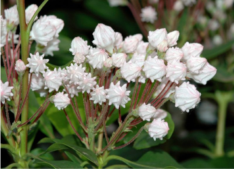 The difficulty of growing mountain-laurel is offset by its beautiful flowers.
