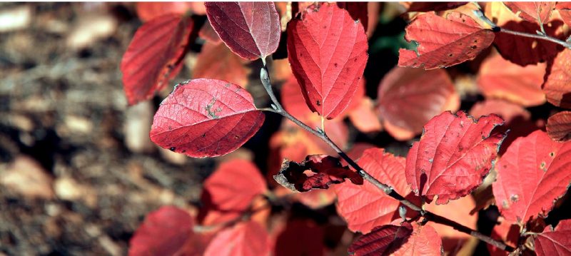 Outstanding fall color of Mount Airy fothergilla leaves.