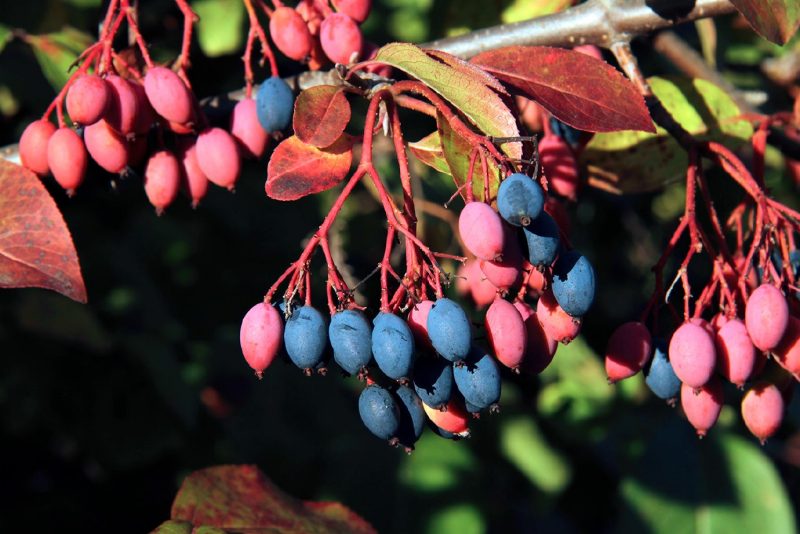 The attractive fruit cluster of blackhaw viburnum offers fall interest and food for wildlife.