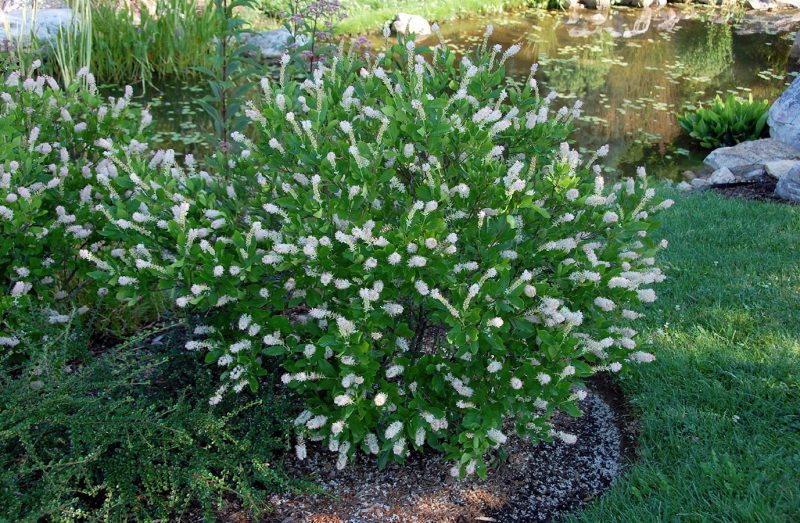 Summersweet clethra in full midsummer bloom.
