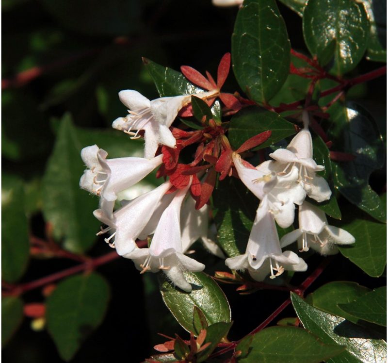 Close-up of glossy abelia (Abelia×grandiflora) flowers.
