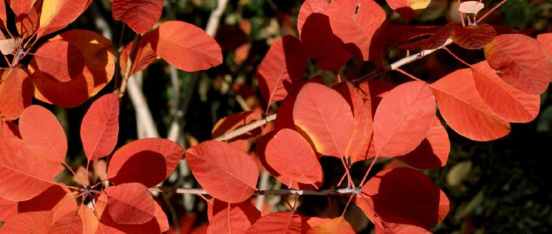 Showy fall foliage color of smokebush (Cotinus coggygria).