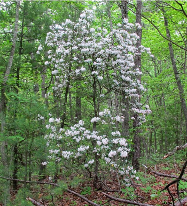 Mountain-laurel in bloom in its native habitat.