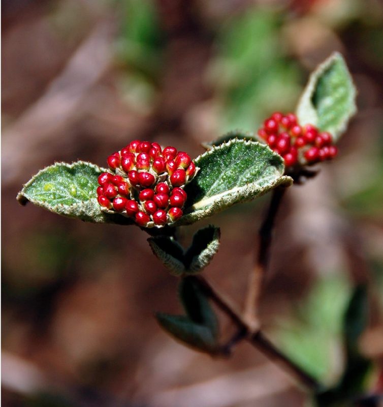Showy flower buds of ‘Compactum’ Koreanspice viburnum.