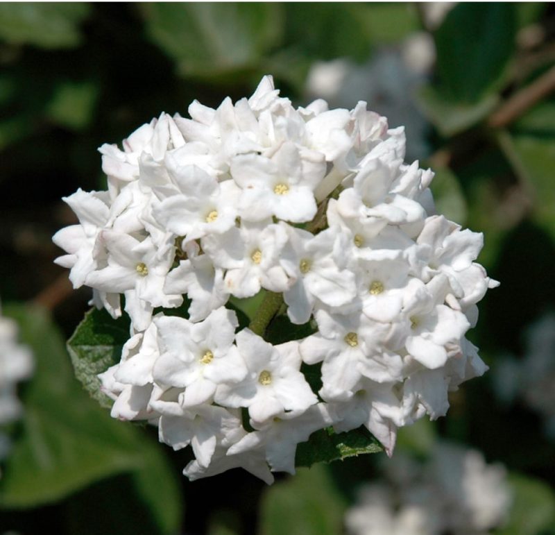 ‘Flower cluster of ‘Compactum’ Koreanspice viburnum.