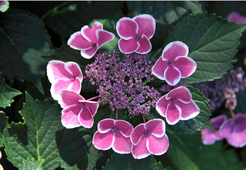 Lacecap flower of ‘Frau Reiko’ bigleaf hydrangea.