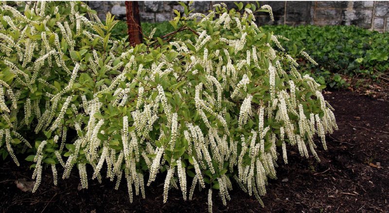 Virginia sweetspire (Itea virginica) in flower in late spring.