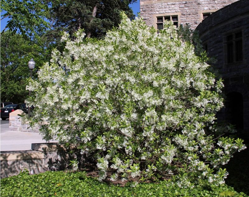Shrub form of white fringetree.