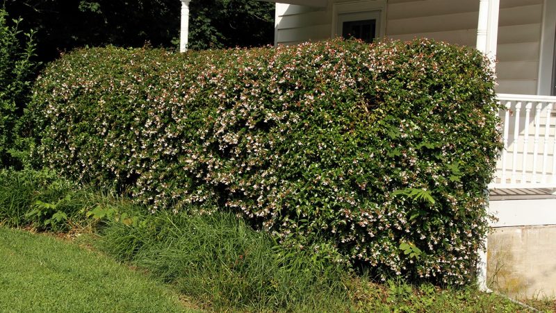 Glossy abelia (Abelia ×grandiflora) in flower (as a sheared hedge).