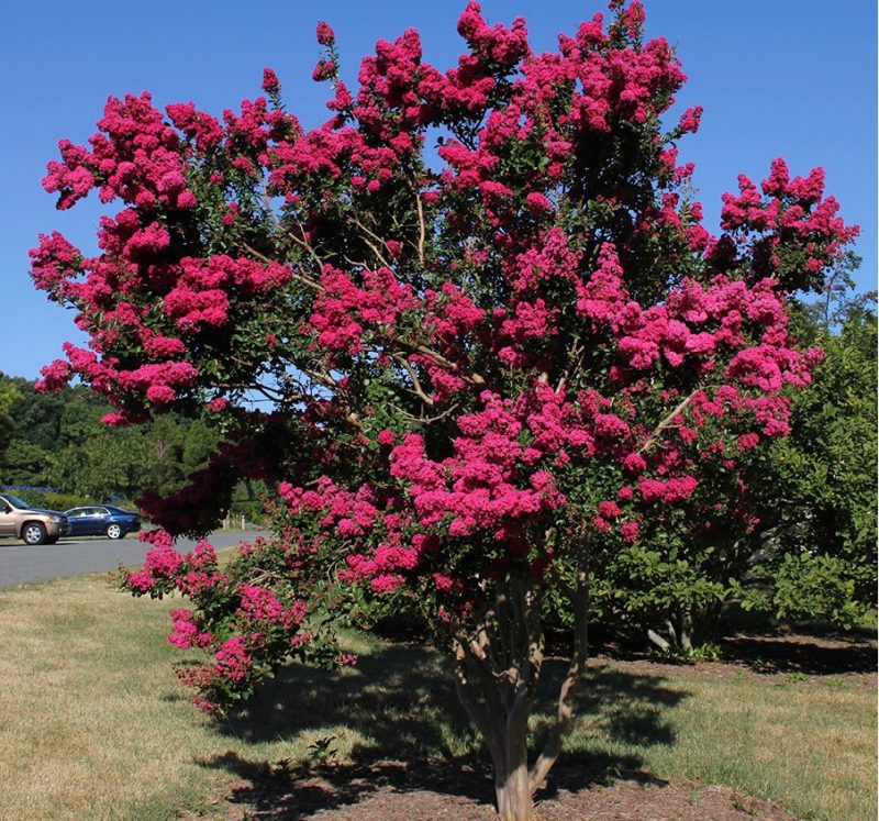 ‘Tonto’ crapemyrtle (Lagerstroemia ‘Tonto’) in midsummer flower.