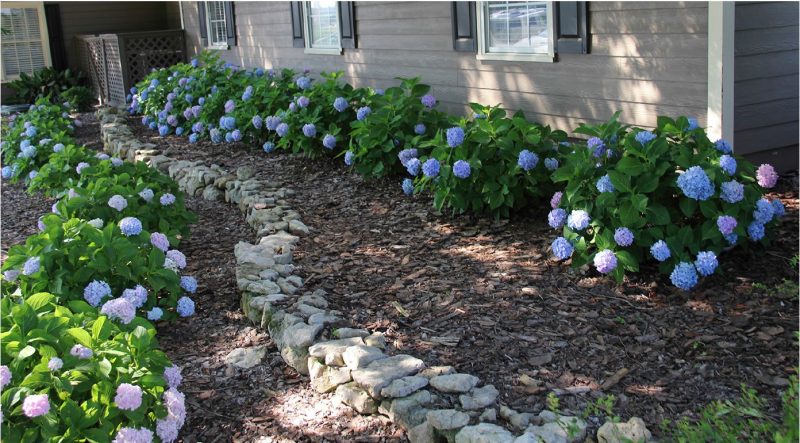 Spectacular flower midsummer show of Endless Summer bigleaf hydrangea in mass.