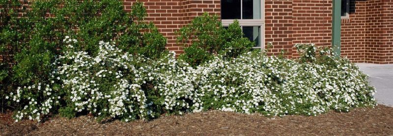 A white-flowered cultivar of bush cinquefoil.