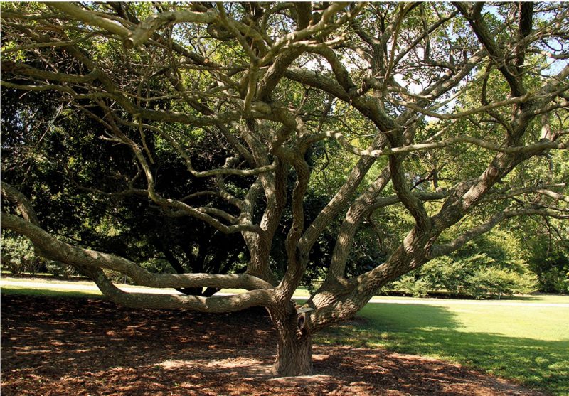 Small tree form of white fringetree.
