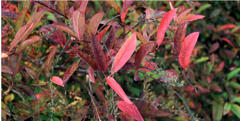 Showy red fall foliage of Virginia sweetspire.