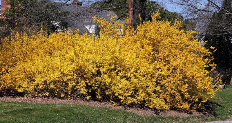 Border forsythia in flower.