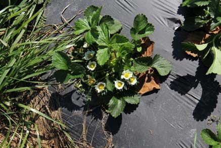 Crop growth in the adjacent planting hole that was free of weeds