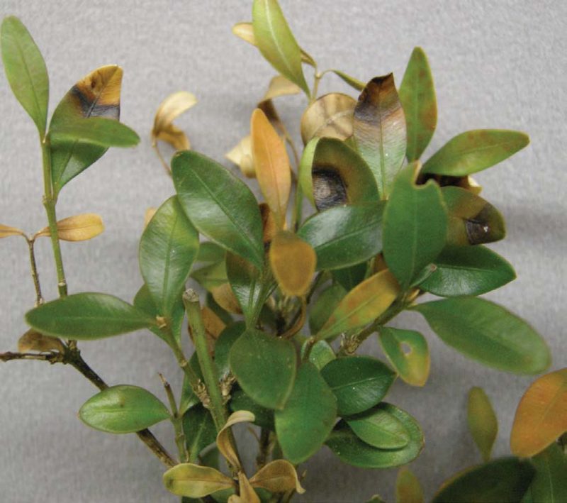 Photo of a plant with brown spots on leaves