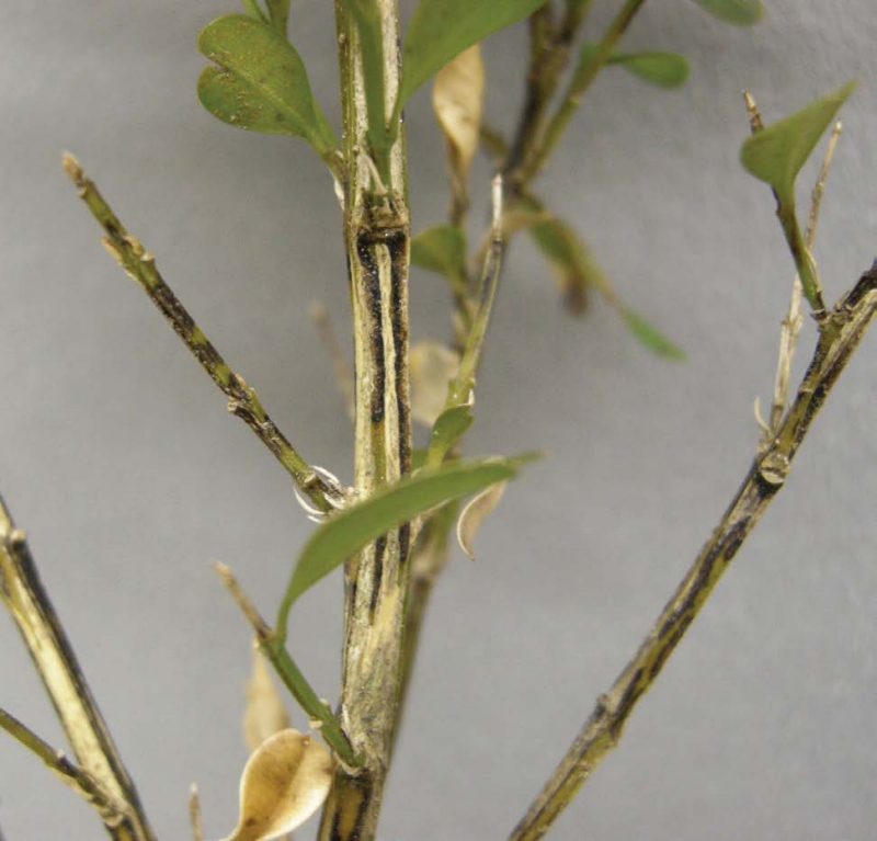 Photo of stems with dark streaks