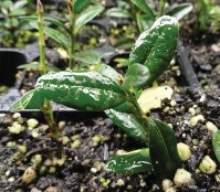 a photo of plants on the ground