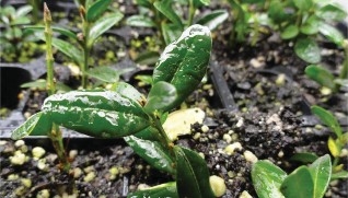 a photo of plants on the ground