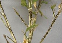 a photo of stems with Black streaking