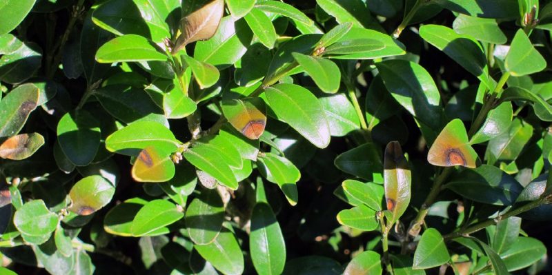 Figure 1. Boxwood blight leaf spot symptoms. (photo by A. Bordas)
