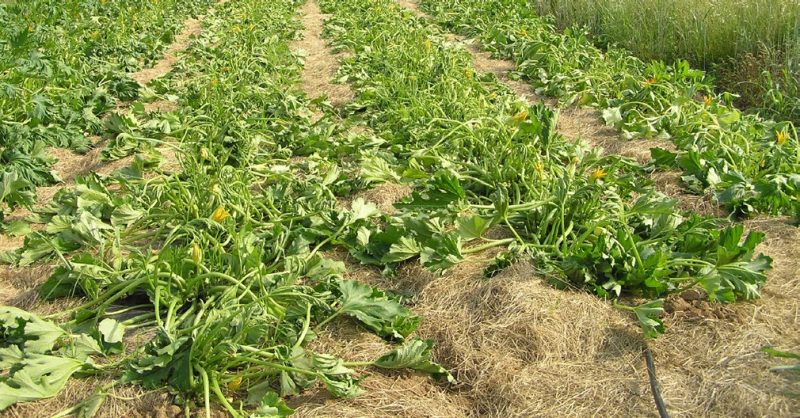 green plants in brown dirt
