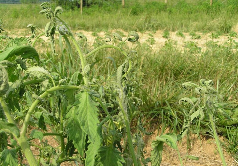 green plants in brown dirt