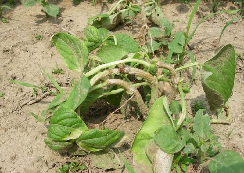 plant on dry brown ground