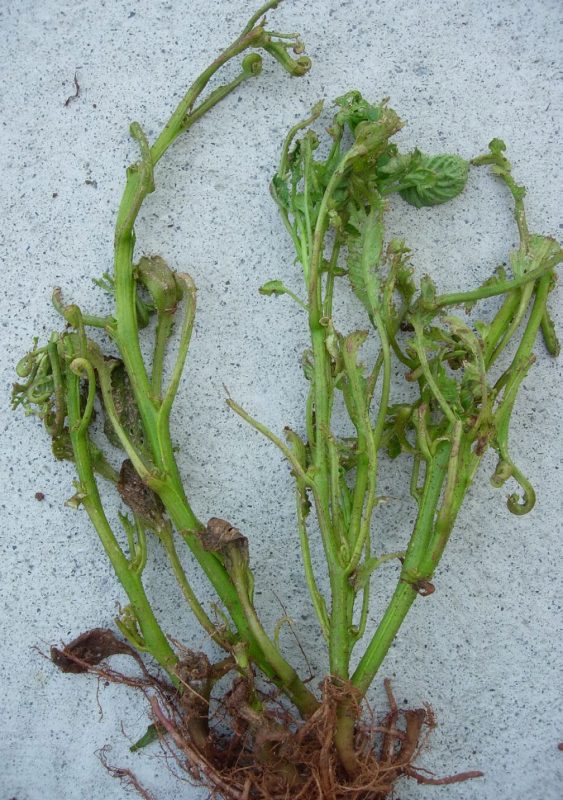 green plant pulled out from ground and laying on white ground