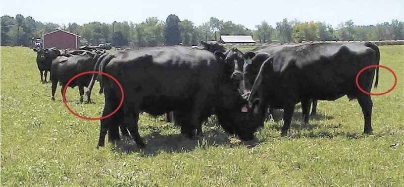 Cattles on a farm