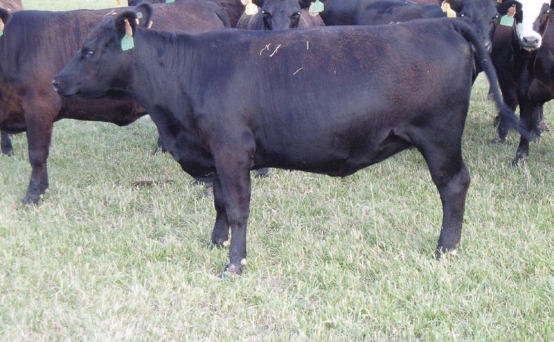 photo of Heifers on a farm