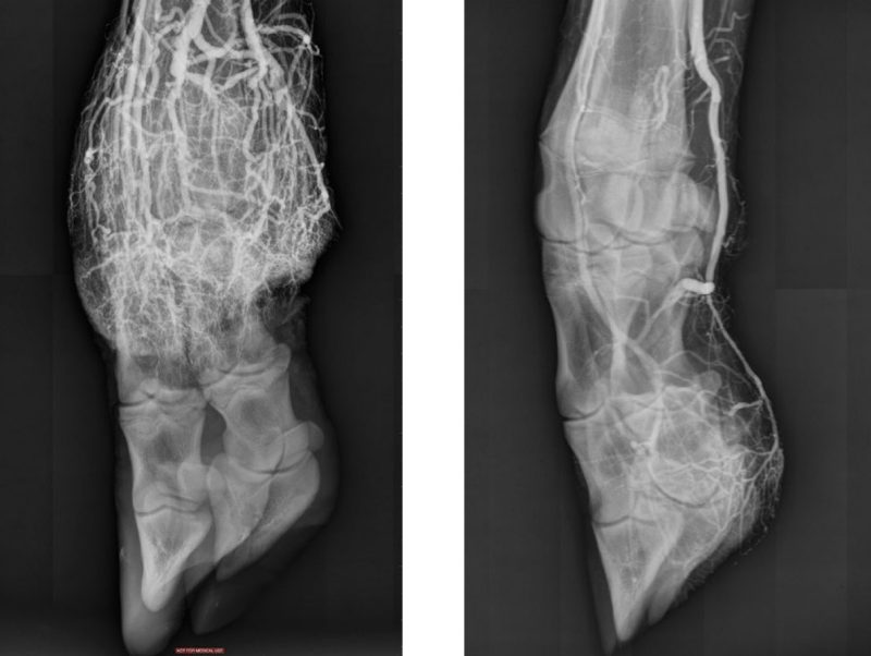 Two x-ray images of heifer's foot.