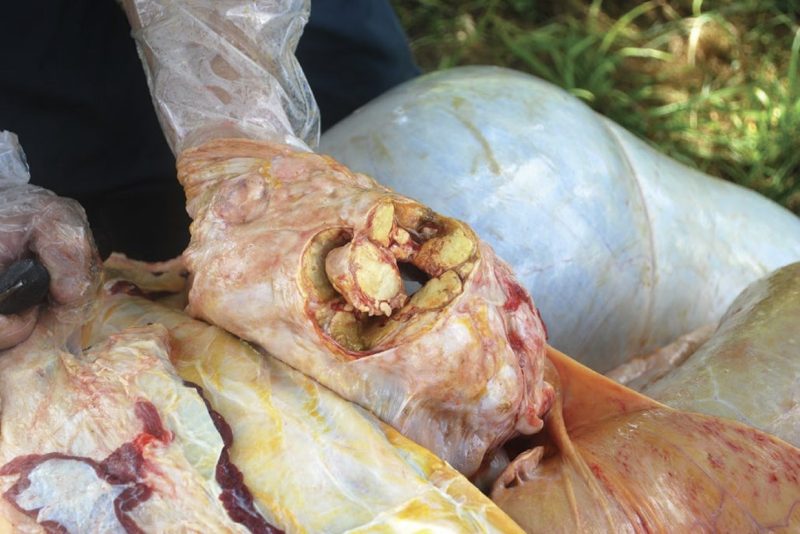 Necrotic fat deposits enveloping the intestines in bovine fat necrosis.