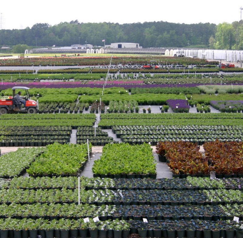 Image of a Mid-Atlantic container nursery.