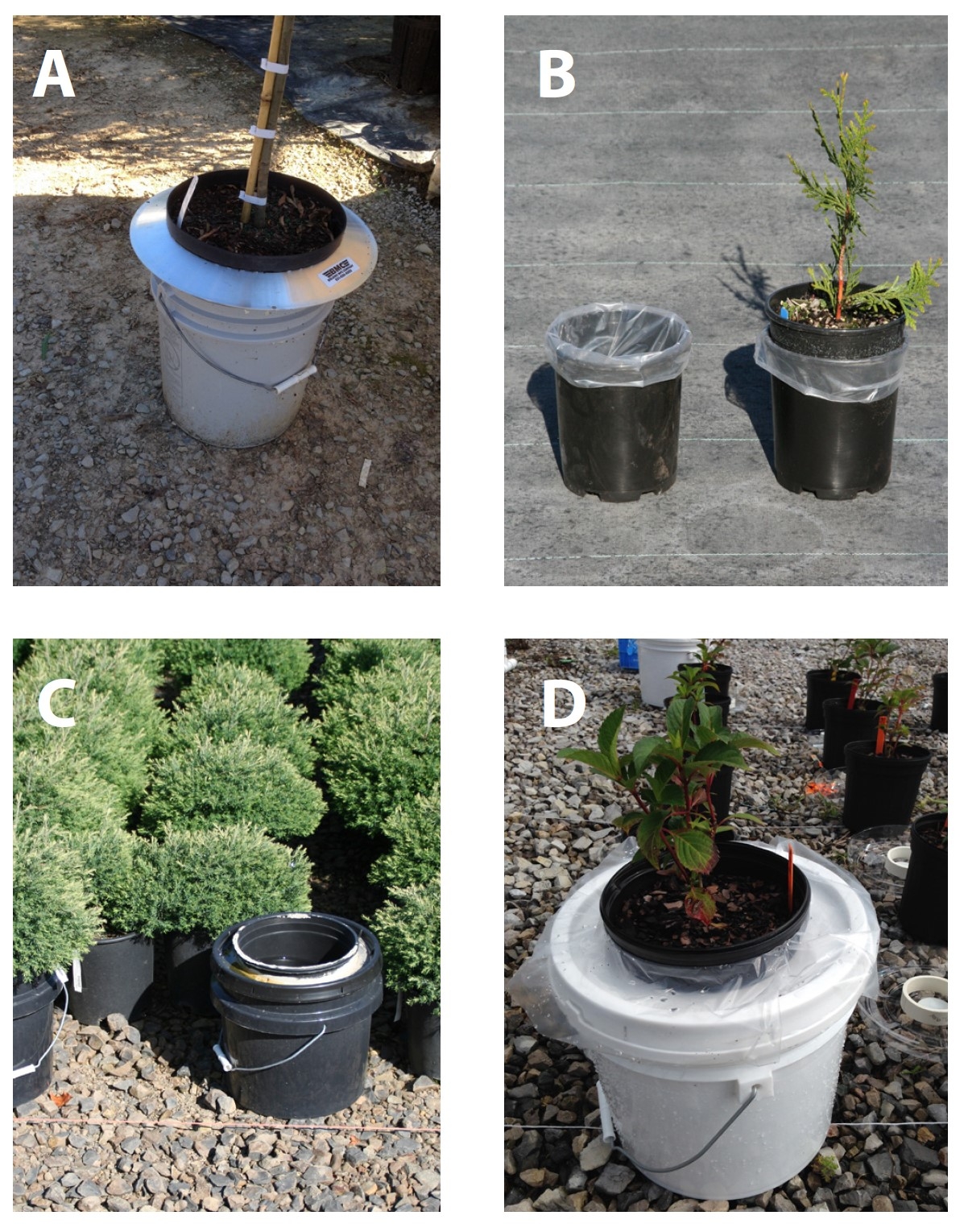 Photos illustrate (A) saucer, (B) plastic bag, (C) caulked bucket, and (D) plastic skirt method employed at nurseries to accurately capture water and leachate for small and large containers when using the volume-based leaching fraction method.