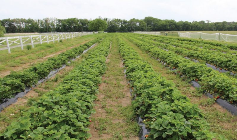 Strawberry crop grown in an annual hill plasticulture system.