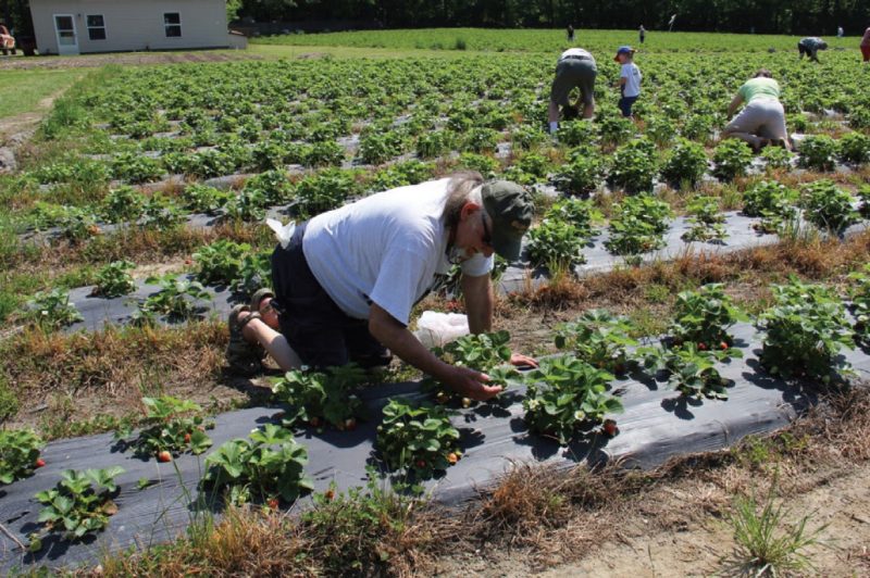 Several people kneeling and picking strawberries.