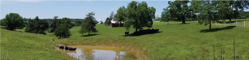 Cattle on toxic fescue routinely seek shade or surface waters for cooling.