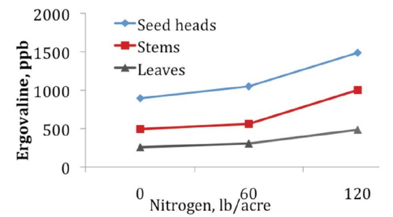 Alkaloid concentrations are lowest in leaf tissues and greatest in seed heads, and generally increase with added nitrogen fertility.