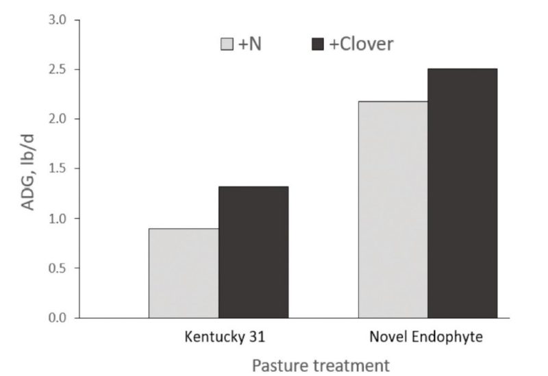 Research from Arkansas compared animals’ average daily gain (pounds per day) on pastures fertilized with nitrogen (N) or overseeded with clover. Similar increases in gain occurred when clover was added to fescue pastures containing toxic (Kentucky 31) and nontoxic endophytes (Jesup MaxQ and Texoma MaxQII). However, the average daily gain was more than twice as great for animals grazing fescue with nontoxic endophytes compared with toxic KY31. Thus, clover boosted gain with all pastures, but it didn’t overcome the toxicosis.