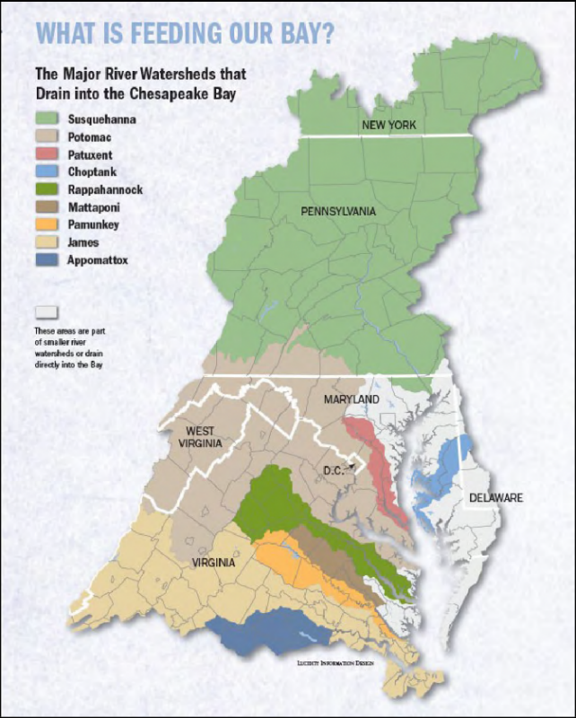 A map showing the major river watersheds that drain to the Chesapeake Bay. These include: the Susquehanna in New York and Pennsylvania, the Potomac in Maryland, West Virginia, D.C., and Virginia, the Patuxent in Maryland, The Choptank in Maryland and Delaware, the Rappahannock, Mattaponi, Pamunkey, James, and Appomattox in Virginia. Source: Chesapeake Bay Foundation.