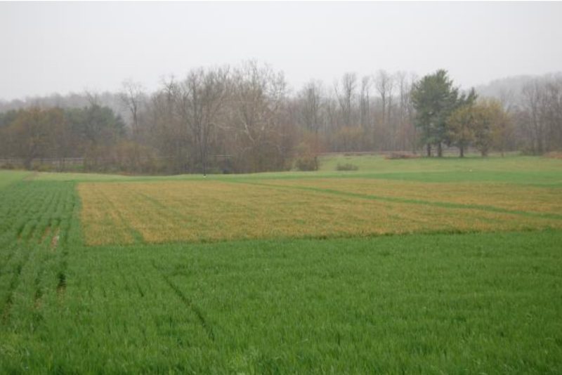 photo of wheat research plots with bright green plot in front and plot with injury in back.