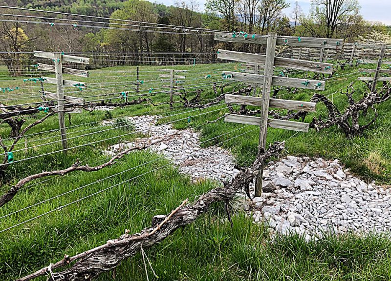 An irregularly shaped course of white and gray stone used as fill in a gulley that transects the rows of grassy vineyard where the vines are trained to a divided canopy training system. 