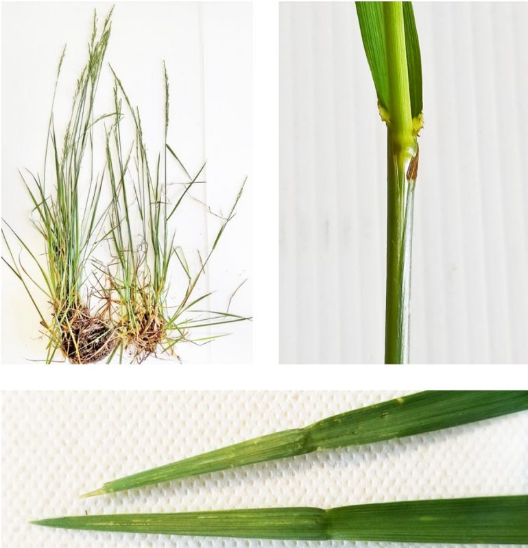 Tall fescue with short rhizomes.